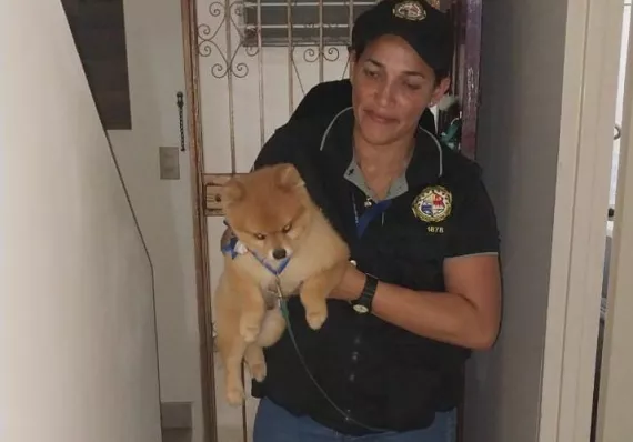 Aprehenden a dos  colombianas por robar perro "yeye"