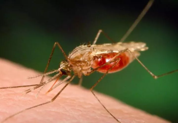 El mosquito Anofeles transmite la enfermedad a las personas.